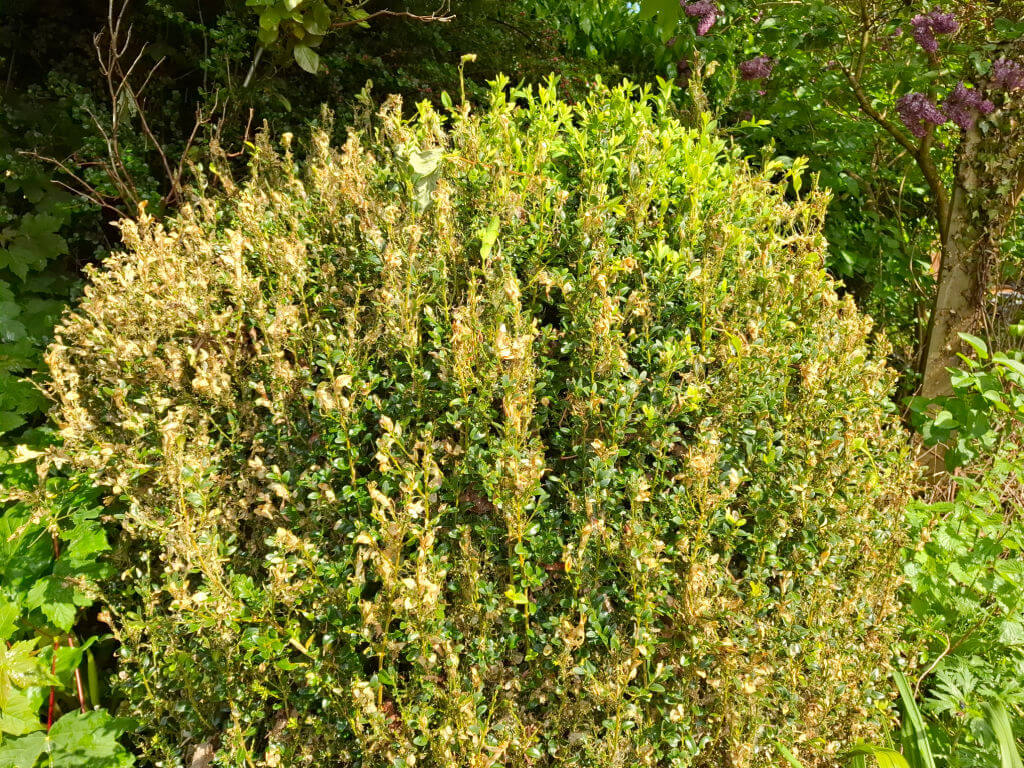 A rounded, dense shrub with brown, withered leaves on the left and vibrant green leaves on the right, set in a lush garden.