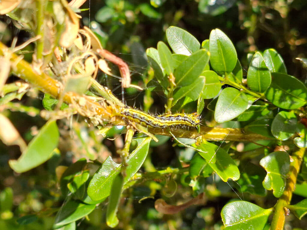 A green box-tree caterpillar with black and yellow stripes crawls on a leafy branch. The background is lush with vibrant green leaves, suggesting a garden setting.