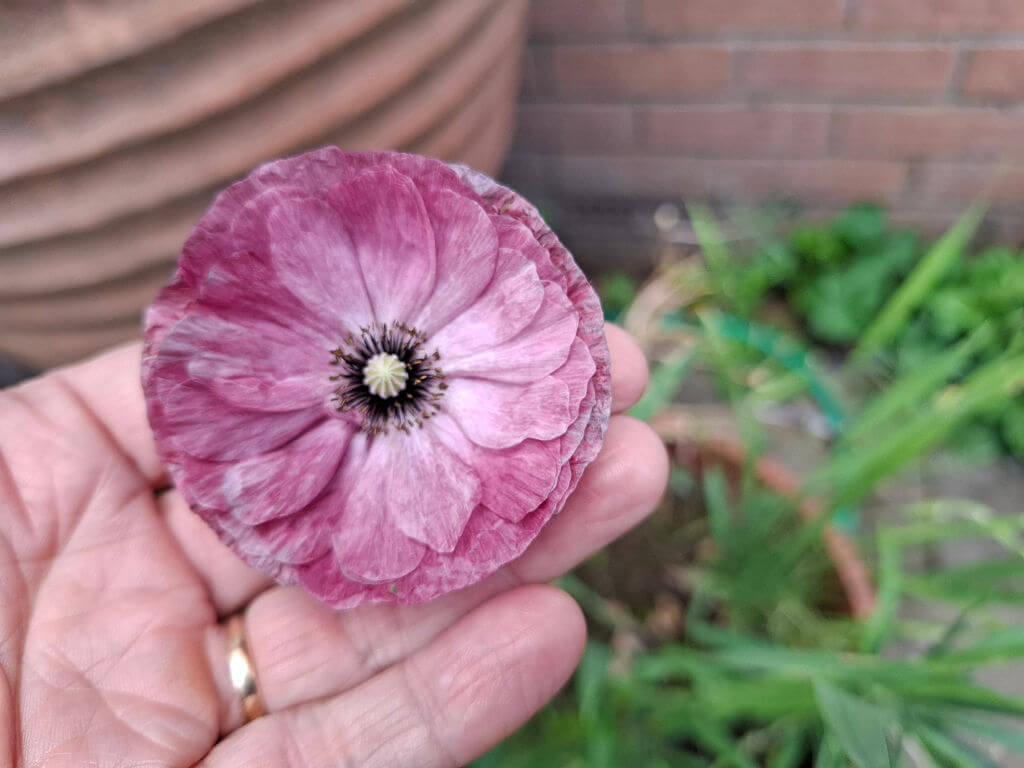 A hand holds a vibrant, pinkish-purple flower with layered petals and a dark centre. The background shows a garden pot and blurred greenery.