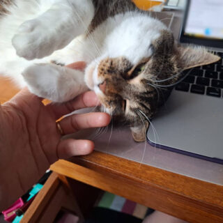 A content cat lies on its back beside a laptop, gently being petted by a hand. The scene conveys warmth and relaxation in a cosy workspace.