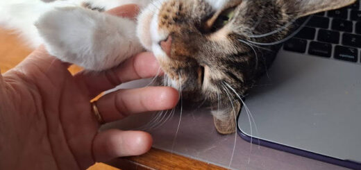A content cat lies on its back beside a laptop, gently being petted by a hand. The scene conveys warmth and relaxation in a cosy workspace.