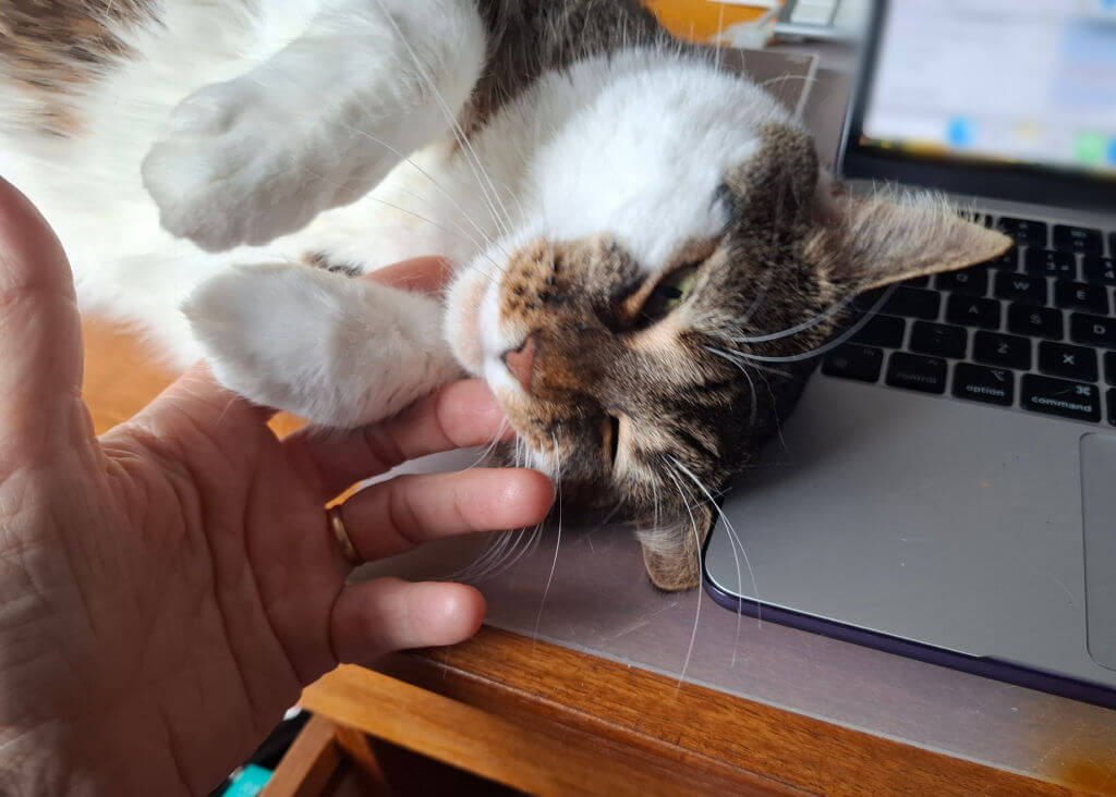 A content cat lies on its back beside a laptop, gently being petted by a hand. The scene conveys warmth and relaxation in a cosy workspace.