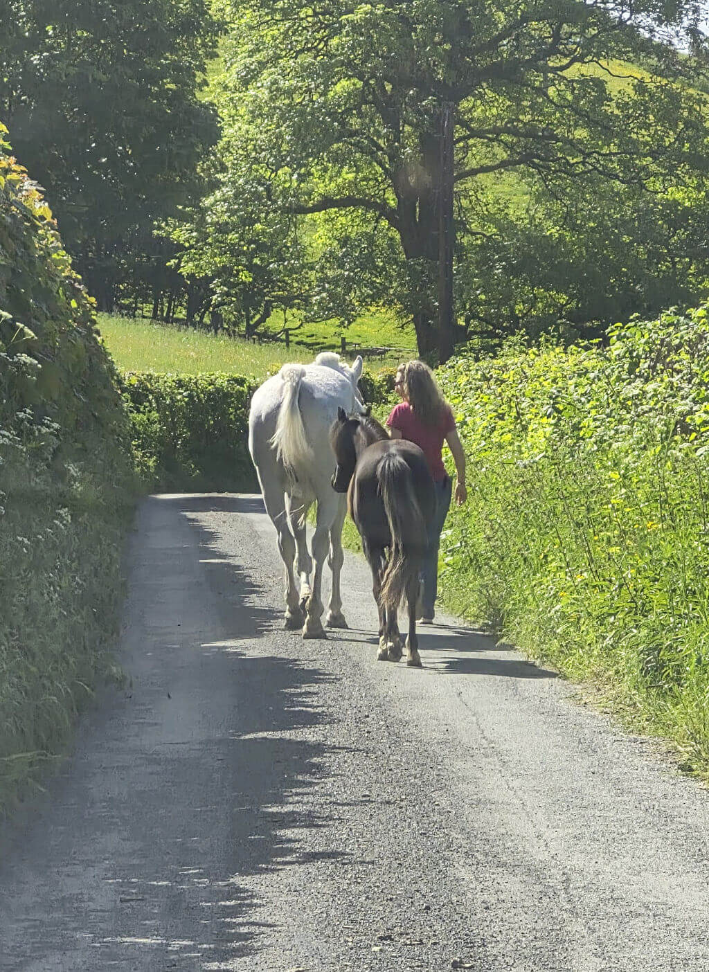 A person walks with a white horse and a dark foal down a sunlit country lane, bordered by lush green hedges and trees, evoking a serene, rural scene.