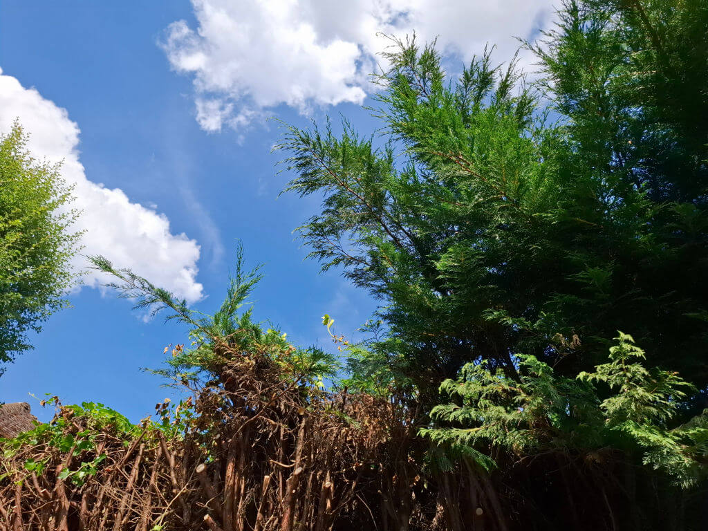 Tall trees and shrubs with lush green foliage against a bright blue sky with scattered fluffy clouds, creating a serene, natural scene.