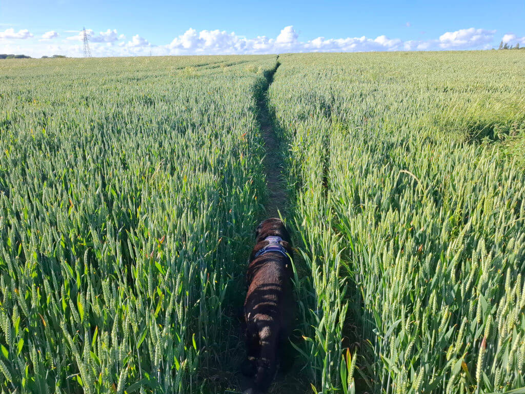 A black dog walks down a narrow path through a vast green wheat field under a clear blue sky, conveying a sense of peace and freedom.