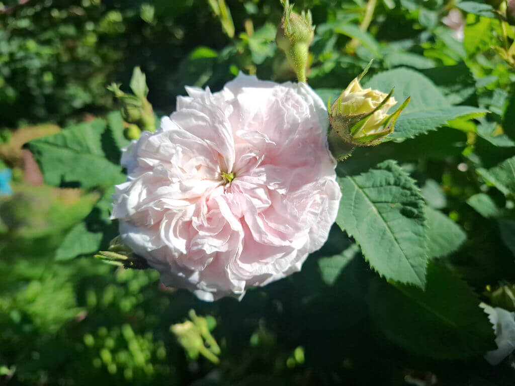Close-up of a light pink rose in full bloom surrounded by lush green leaves and rosebuds, conveying a sense of freshness and natural beauty.