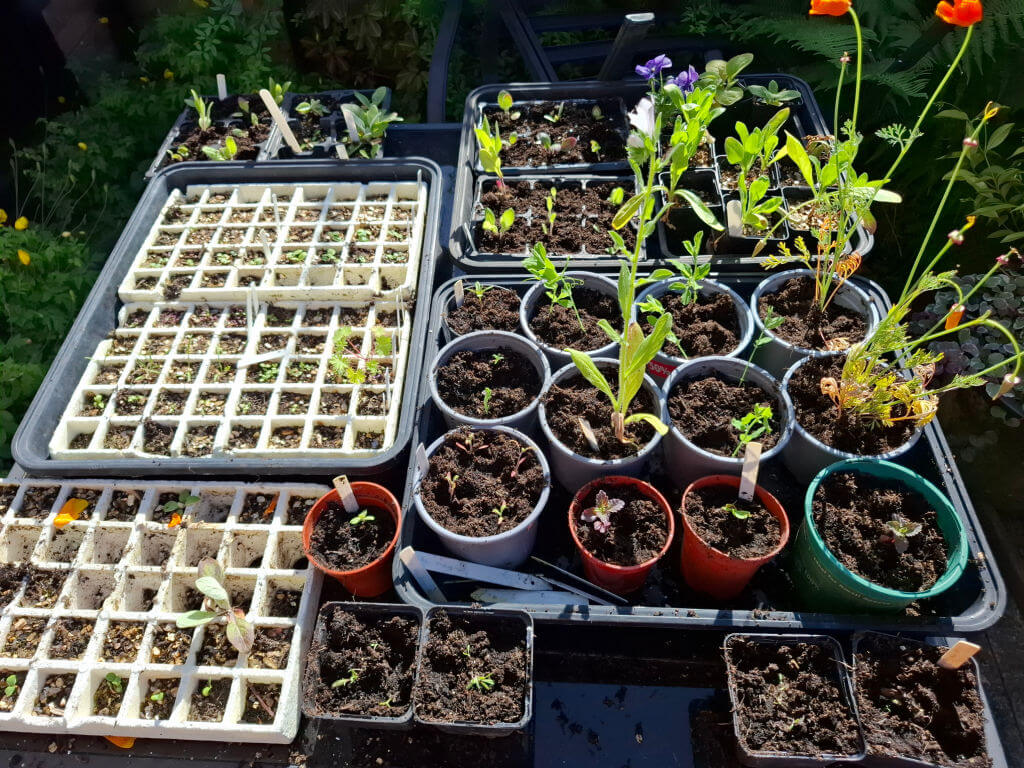 A collection of seedlings and young plants in pots and trays, arranged on a table in a sunlit garden. Bright and vibrant, conveying growth and nurturing.