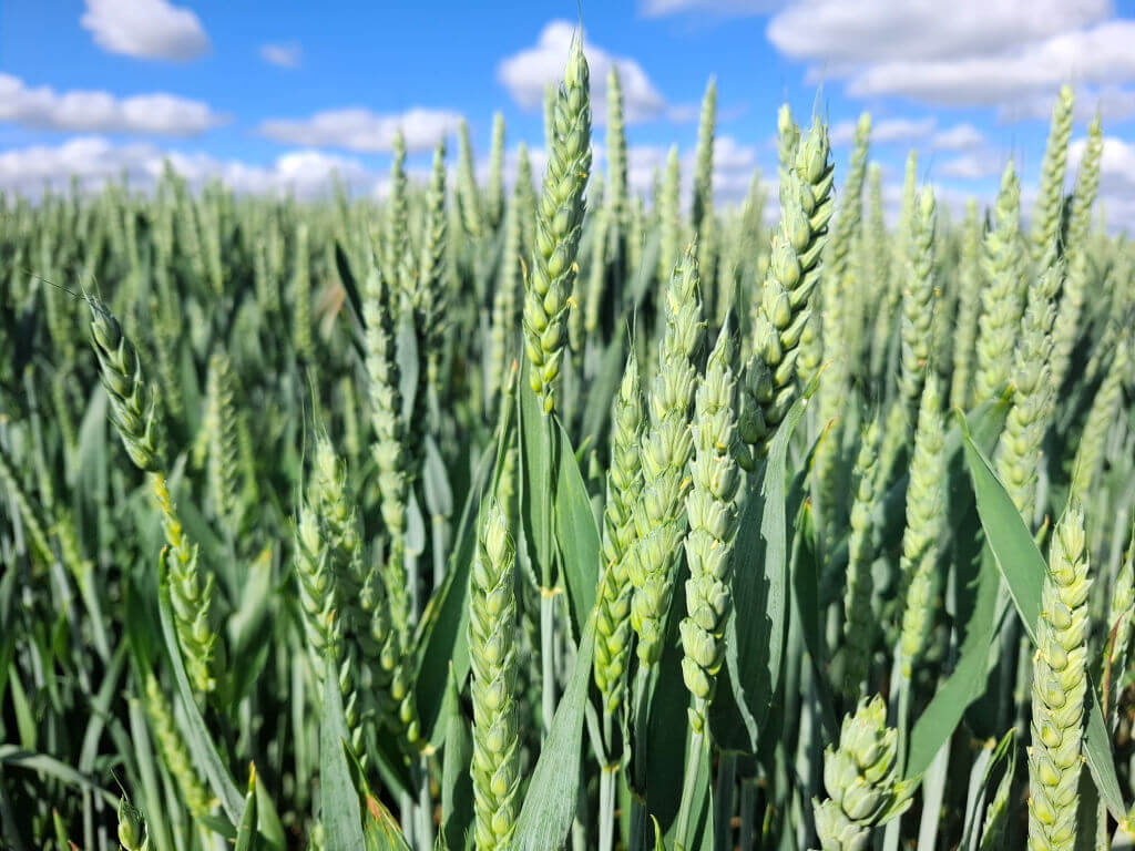 Close-up of a lush green wheat field under a bright blue sky with scattered clouds. The tall, unripe wheat stalks convey growth and vitality.