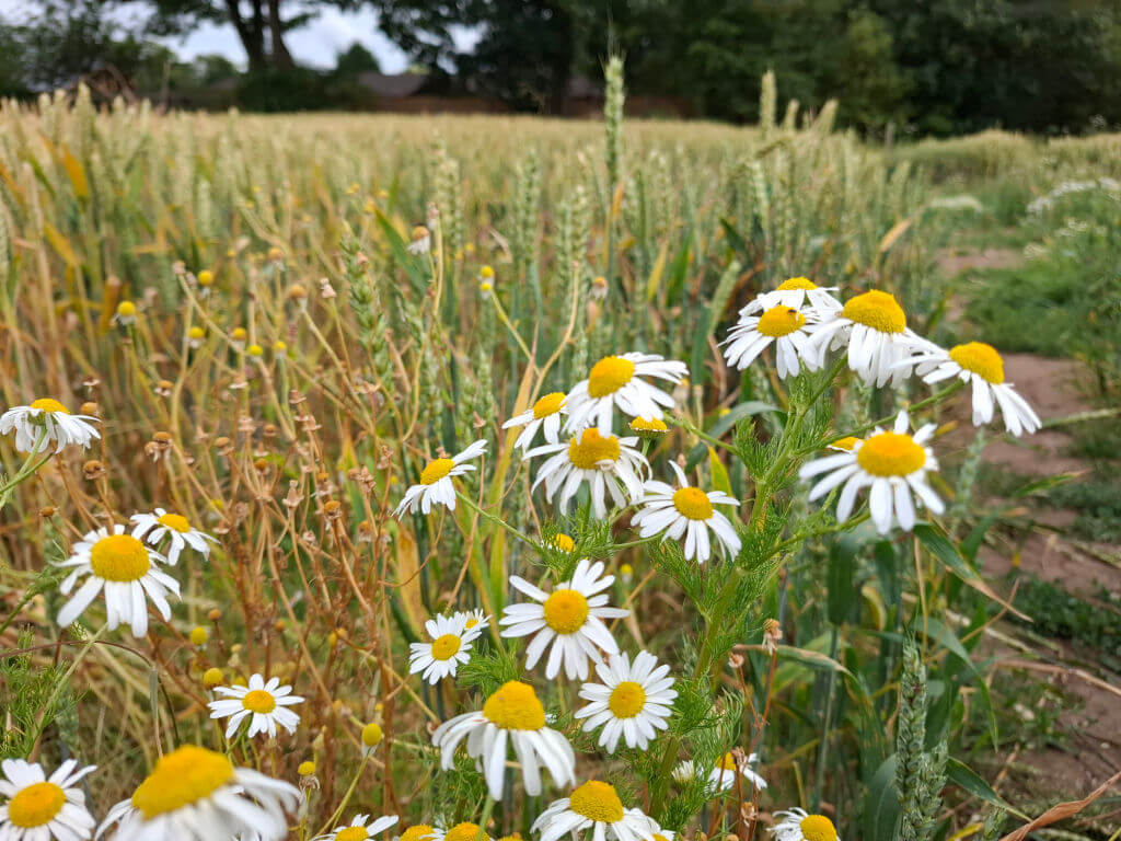 Close-up of vibrant white chamomile flowers with yellow centres in a sunny field, surrounded by tall grasses. The scene conveys a serene, summery mood.
