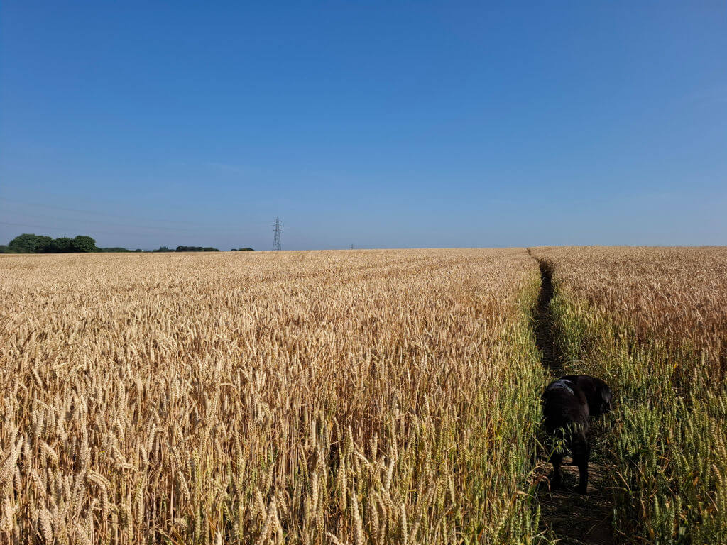 Golden wheat field under a clear blue sky, with sunlight highlighting the stalks. The scene evokes a sense of abundance and tranquility.