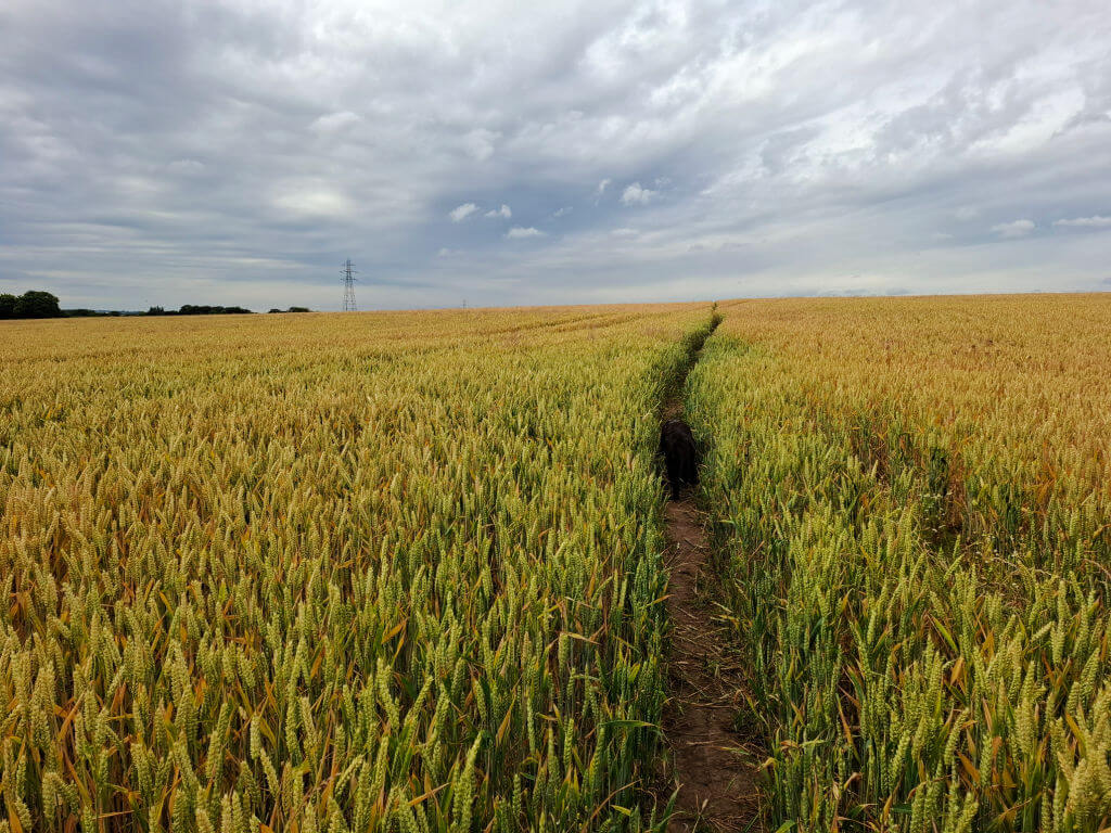 A vast golden wheat field under an overcast sky, with a narrow path cutting through the centre. A black dog is on the path.