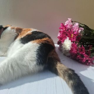 A calico cat rests beside a colourful bouquet of pink, magenta, and white flowers in warm sunlight, creating a peaceful, cosy scene.