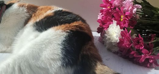 A calico cat rests beside a colourful bouquet of pink, magenta, and white flowers in warm sunlight, creating a peaceful, cosy scene.