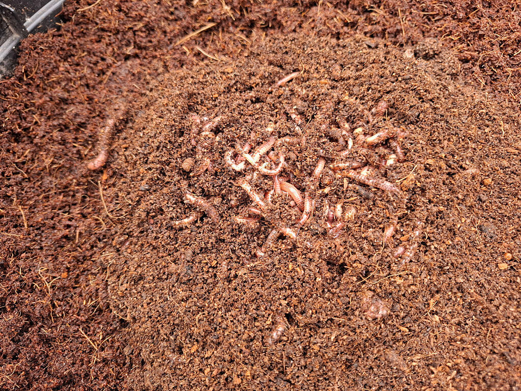 Close-up of pink earthworms writhing through rich brown soil, highlighting composting, healthy garden earth, and natural decomposition.