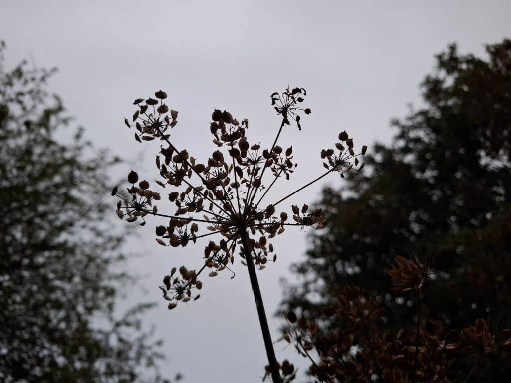 Silhouetted dried wildflower seed head with branching stems against a gray overcast sky, framed by dark trees; quiet, autumnal mood.