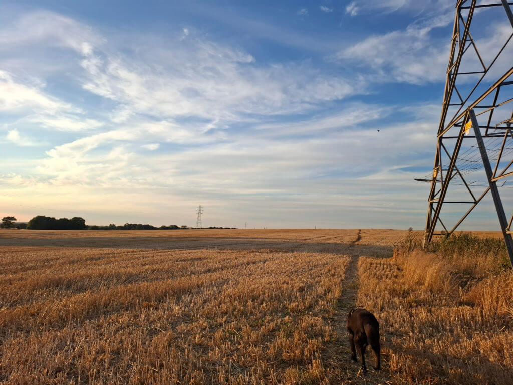 A black dog walks across a field where wheat has been harvested at sunset. The sky is blue with wispy clouds
