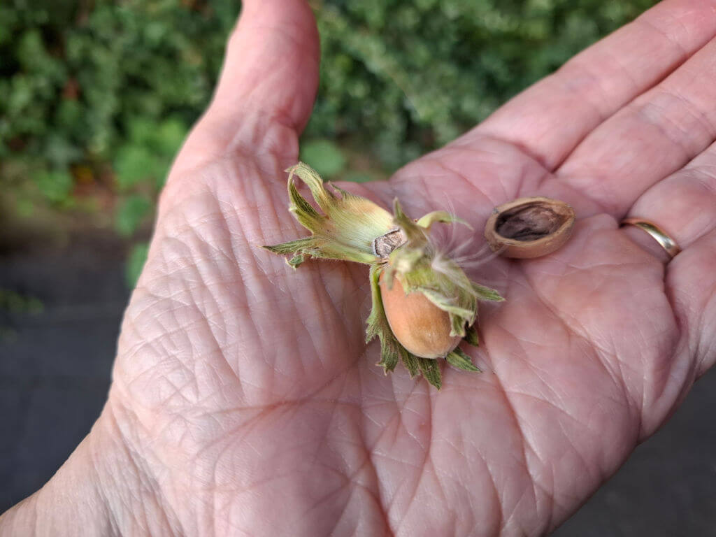 A hazelnut rests on the palm of a hand.
