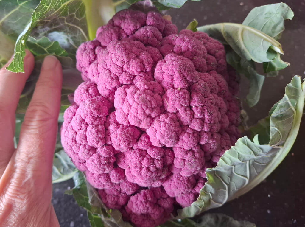 Close-up of a vibrant purple cauliflower head held by a hand, surrounded by green leaves; its unusual texture creates a striking, natural mood.