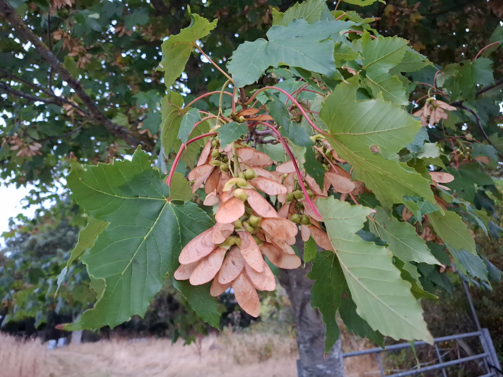 A large cluster of brown sycamore keys surrounded by green leaves on a tree