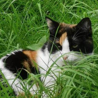 Relaxed calico cat with black, white, and ginger fur rests among tall green grass, gazing calmly at something in a peaceful outdoor setting.