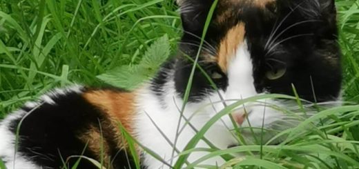 Relaxed calico cat with black, white, and ginger fur rests among tall green grass, gazing calmly at something in a peaceful outdoor setting.