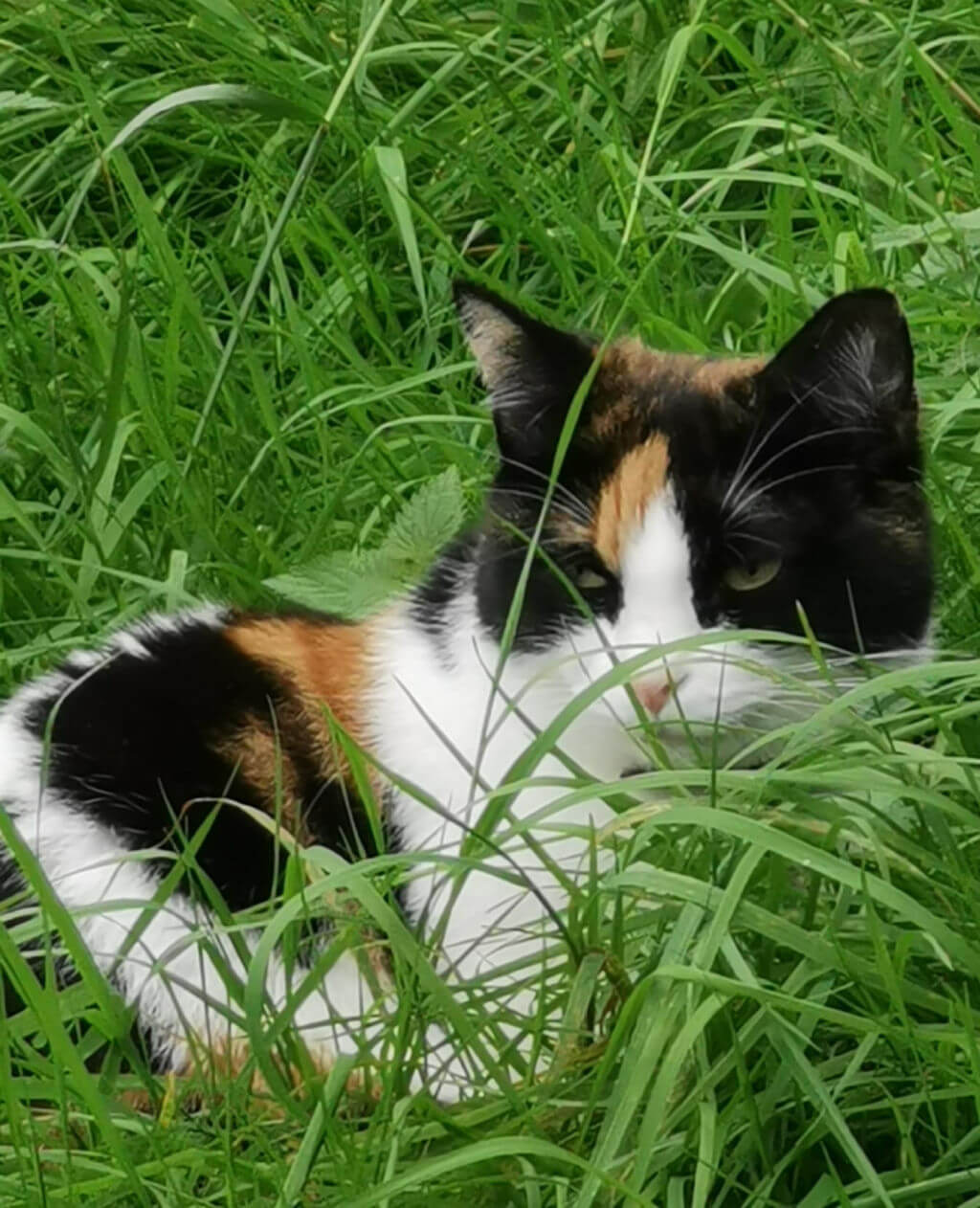 Relaxed calico cat with black, white, and ginger fur rests among tall green grass, gazing calmly at something in a peaceful outdoor setting.