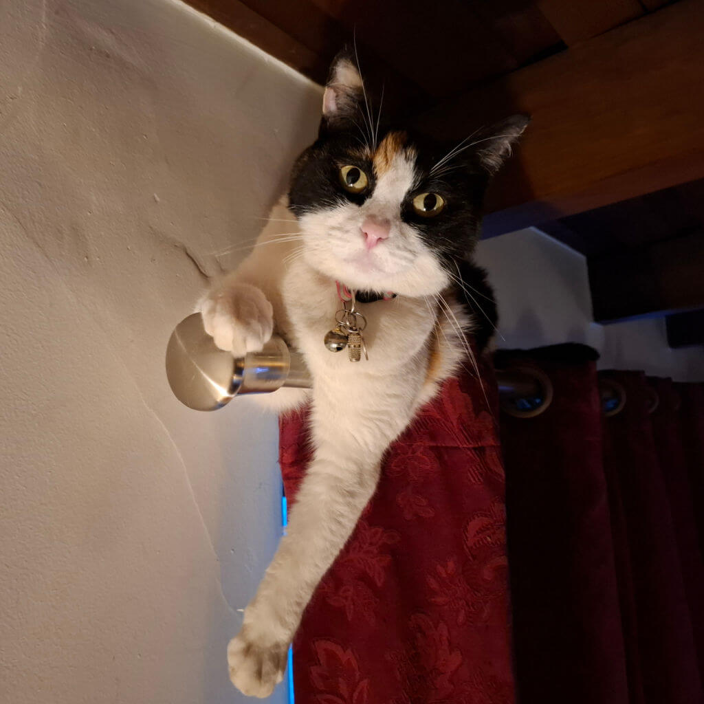 A calico cat looks at the camera from on top of a curtain pole. She is lounging across the red curtain and the chrome pole, one leg casually hanging down.