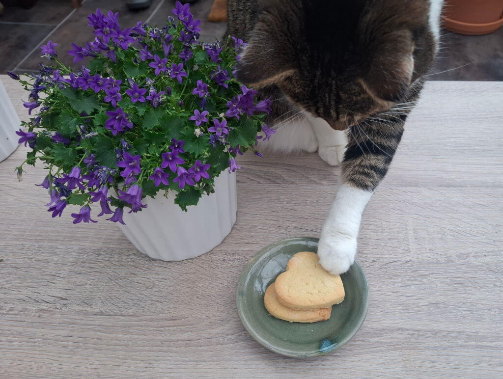Curious tabby cat reaches a white paw toward a biscuit on a green plate beside a pot of vivid purple flowers, creating a playful scene.