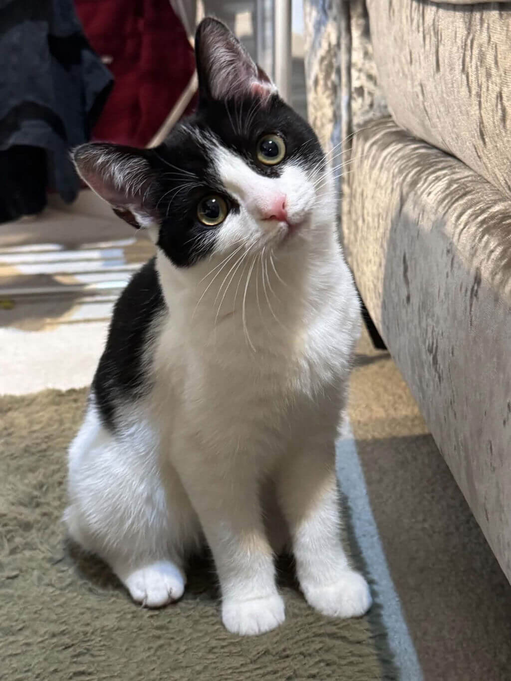 A black and white kitten with her head tilted sits by a grey sofa.