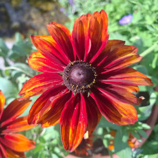 Close-up of vivid red-orange Rudbeckia blooms, one in sharp focus against soft green garden foliage, with a bright, lively feel.