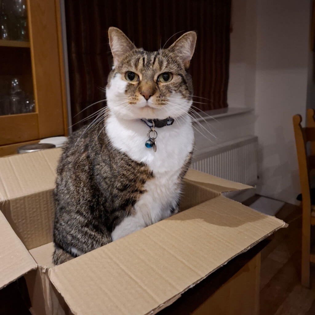A tabby-and-white cat wearing a collar and blue charm sits alert in an open cardboard box indoors, gazing at the camera with a calm, curious expression.
