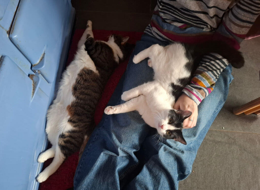 Two relaxed cats lounge beside a person in jeans: one stretches on a red mat, while a white-and-black cat sprawls across their lap for a gentle cuddle.