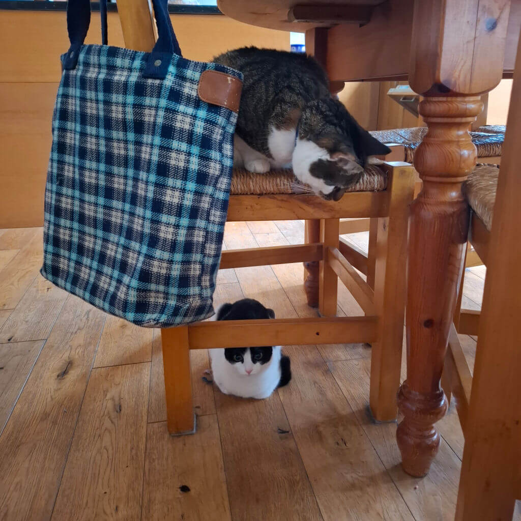 A tabby-and-white cat lounges on a wooden chair as a black-and-white cat peeks from beneath it, beside a blue plaid tote in a cosy dining room.