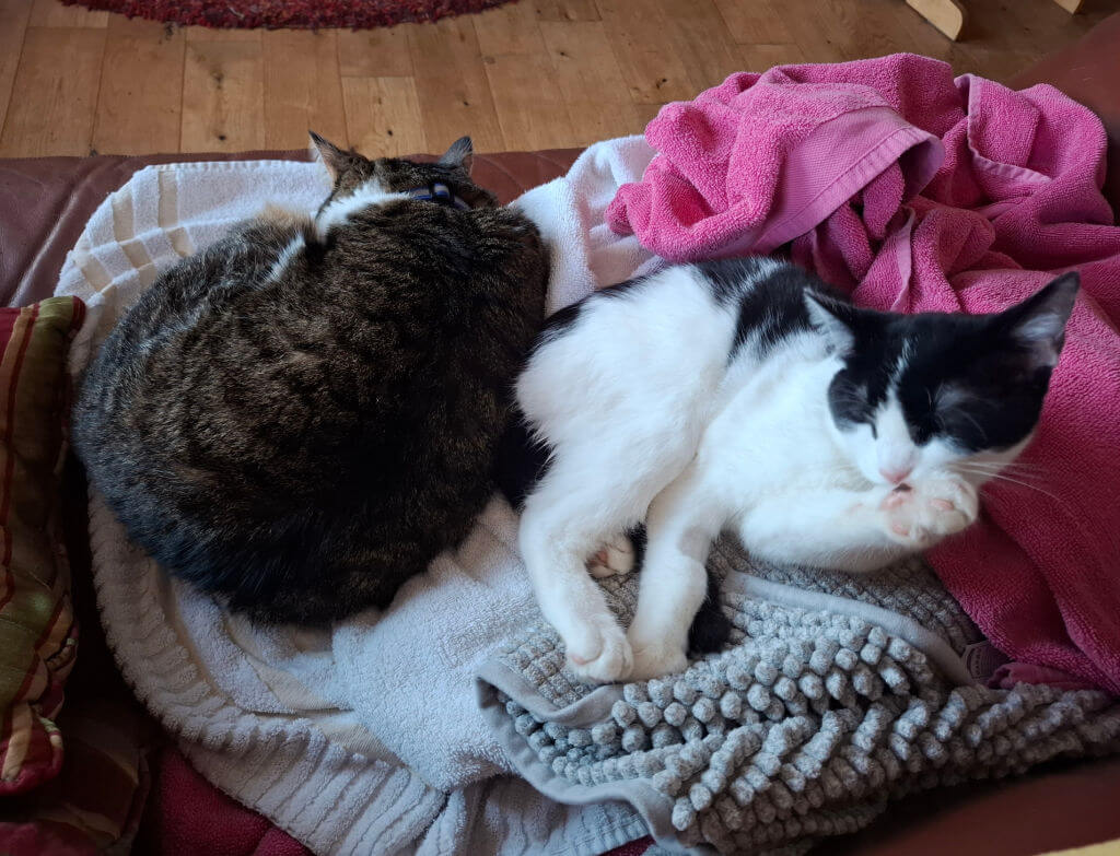 Two cats rest side by side on a pile of towels: a fluffy brown tabby curled up and a black-and-white cat lounging, creating a cosy, peaceful scene.
