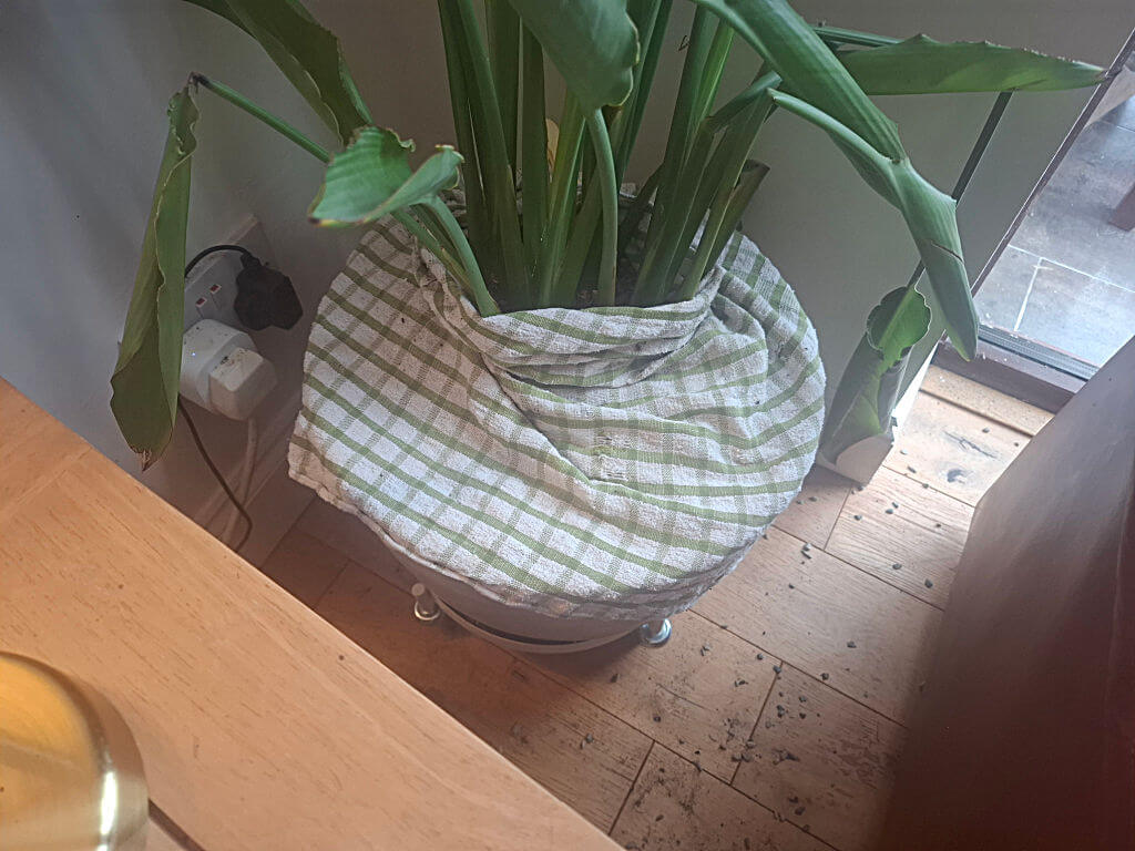 A large green houseplant sits in a white pot wrapped with a green-and-white checked tea towl beside a sunlit window, creating a cosy indoor scene.