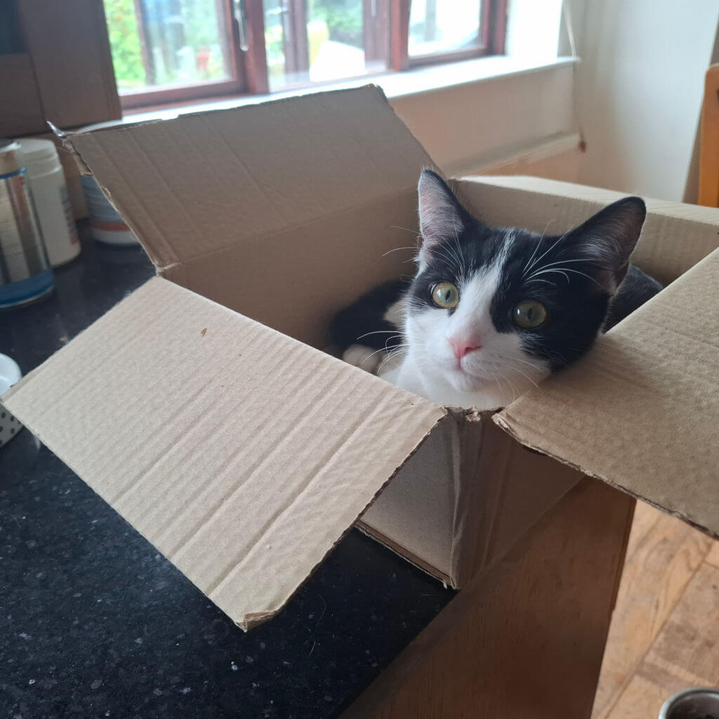 A curious black-and-white kitten peeks over the flaps of an open cardboard box on a kitchen counter, with daylight from a window creating a playful, cosy mood.