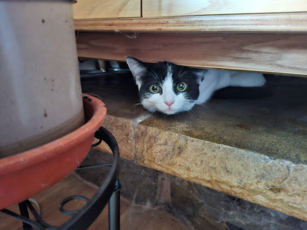 A curious black-and-white kitten peeks from beneath a wooden cabinet, its bright eyes and pink nose visible beside a large terracotta planter.
